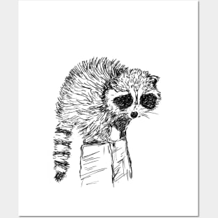 Raccoon Sketch Posters and Art